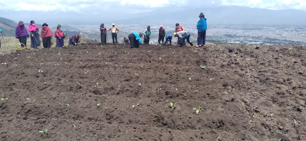 Escuela Superior Politécnica de Chimborazo colabora con Progressio en apoyo a la agricultura familiar campesina e indígena
